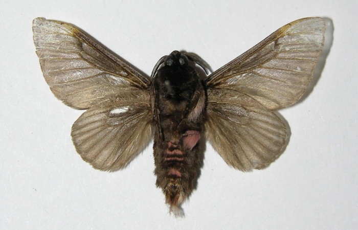 Fig.4 Adulto <i>Megalopyge lanata</i>, Megalopygidae, hembra, mostrando la parte  ventral. Sector Santa Rosa, Laguna el Limbo, elevación 2metros. Voucher: 00-SRNP-15197.1-DHJ335759.