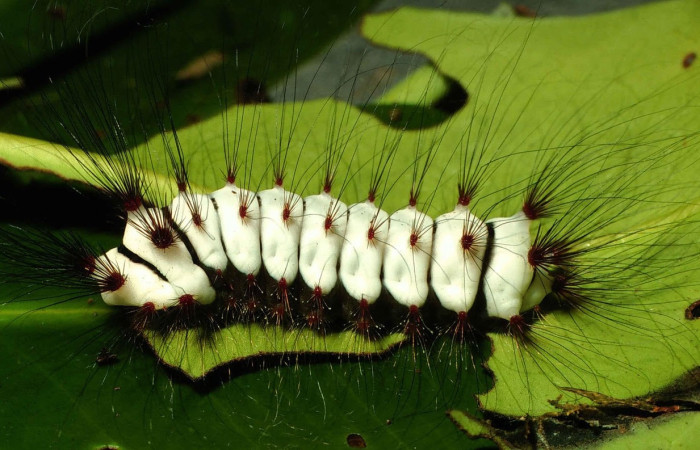 Fig. 5 Larva <i>Megalopyge lanata</i>, (Megalopygidae), (estadío U), mostrando la posición lateral entero, se alimenta <i>Rhizophora mangle</i>, familia (Rhizophoraceae). Voucher: 00-SRNP-15197-DHJ55680.jpg.
