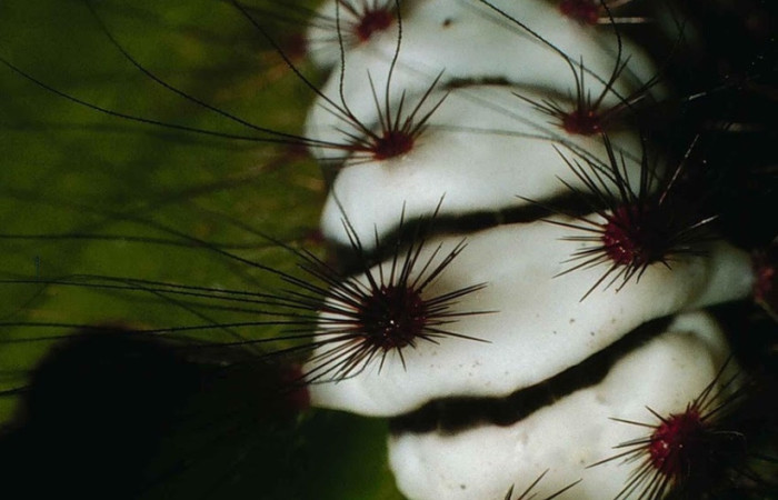 Fig. 8 Larva <i>Megalopyge lanata</i>, (Megalopygidae), (estadío U), mostrando la posición dorsal tórax, se alimenta <i>Rhizophora mangle</i>, familia (Rhizophoraceae). Voucher: 00-SRNP-15197-DHJ55687.jpg.