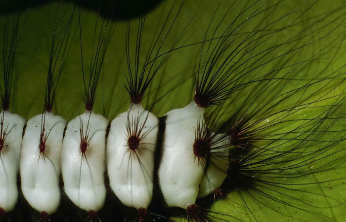 Fig. 9 Larva <i>Megalopyge lanata</i>, (Megalopygidae), (estadío U), mostrando la posición lateral atrás, se alimenta <i>Rhizophora mangle</i>, familia (Rhizophoraceae). Voucher: 00-SRNP-15197-DHJ55688.jpg.