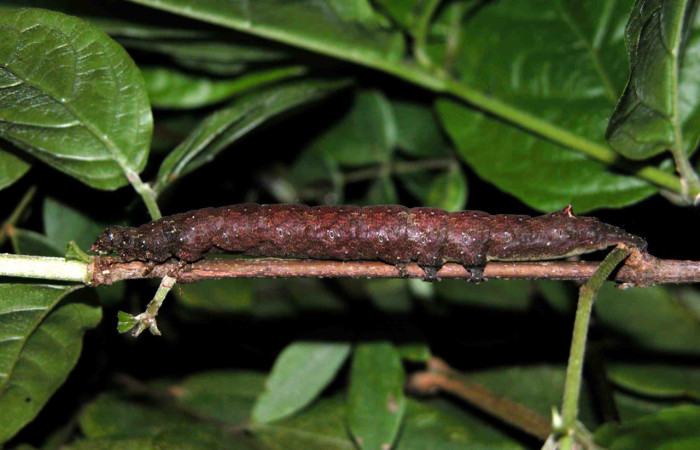 Fig. 4. Larva de <i>Hemeroblemma leontia</i> (Erebidae), comiendo <i>Guettarda foliacea</i> (Rubiaceae). Voucher: 03-SRNP-15992-DHJ400993.