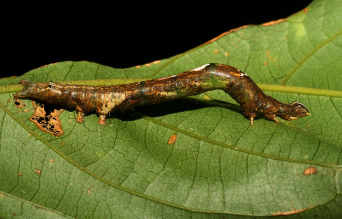 Fig. 7. Larva de <i>Hemeroblemma scolopacea</i> (Erebidae), comiendo <i>Inga samanensis</i> (Fabaceae). Voucher: 07-SRNP-3723-DHJ429619.