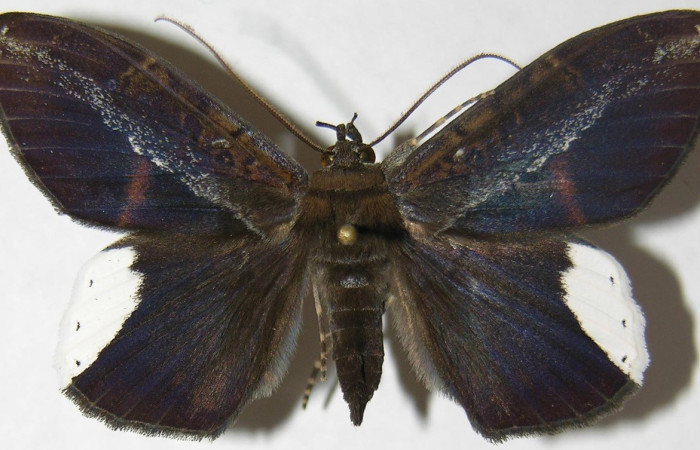 Fig. 5. Macho de <i>Hemeroblemma leontia</i> (Erebidae), vista dorsal alas anteriores grises con una franja difuminada de color blanca del la base alar al ápice. Voucher:08-SRNP-14959-DHJ397170.