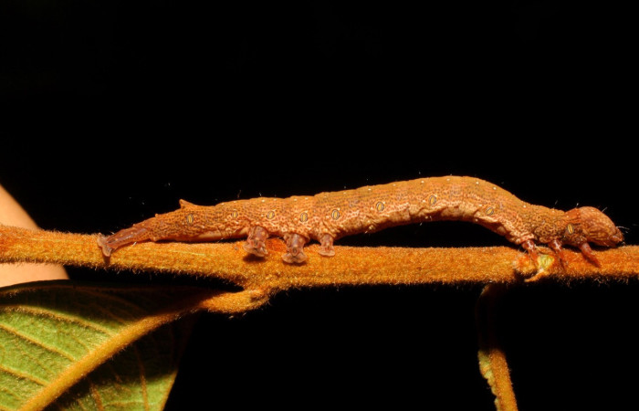Fig. 9. Larva de <i>Hemeroblemma dolosina</i> (Erebidae), sobre rama de <i>Vochysia ferruginea</i> (Vochysaeae). Voucher: 08-SRNP-65601-DHJ446902.