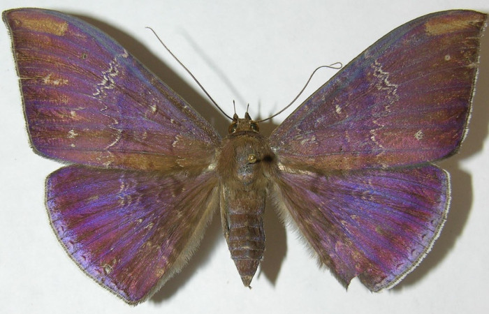 Fig. 10. Adulto de de <i>Hemeroblemma dolosina</i> (Erebidae), vista dorsal coloración iridiscente. Voucher: 09-SRNP-65816-DHJ506234.