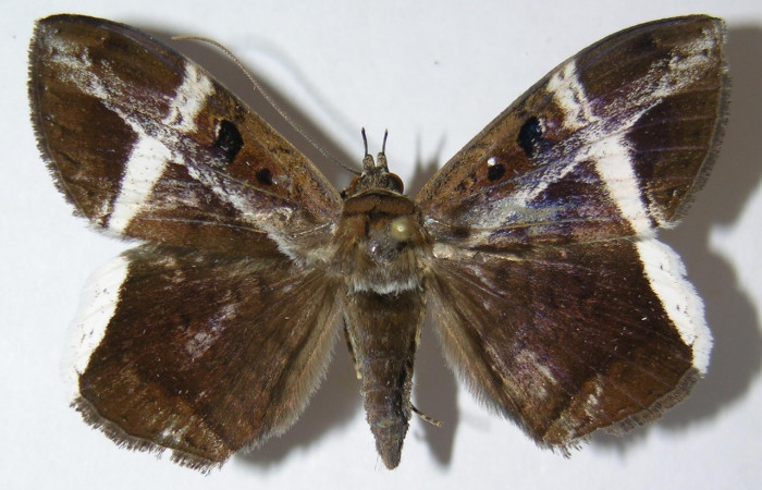 Fig. 2. Macho de <i>Hemeroblemma mexicana</i> (Erebidae), vista dorsal alas anteriores y posteriores con franjas de color blancas  Voucher: 09-SRNP-75296-DHJ522306.