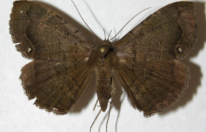 Fig. 33. Adulto de  <i>Hemeroblemma</i> malitiosaDHJ01, vista dorsal. Voucher:13-SRNP-20928-DHJ595368.