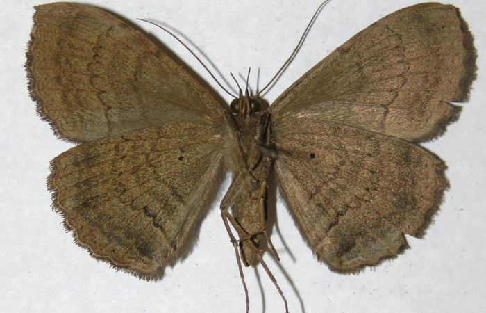 Fig. 33. Adulto de  <i>Hemeroblemma</i> malitiosaDHJ01, vista ventral. Voucher:13-SRNP-20928-DHJ595369.