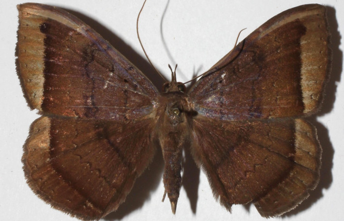 Fig. 8. Adulto de de <i>Hemeroblemma scolopacea</i> (Erebidae), vista dorsal, alas anteriores y posteriores muy similar en los patrones y coloración.Voucher: 17-SRNP-2149-DHJ937802.