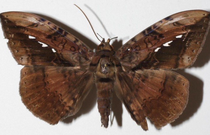 Fig. 14. Macho de <i>Hemeroblemma</i> acronDHJ02 (Erebidae), patrones en alas anteriores y posteriores similares a <i>Hemeroblemma</i> acronDHJ01. Voucher: 18-SRNP-31033-DHJ942192.