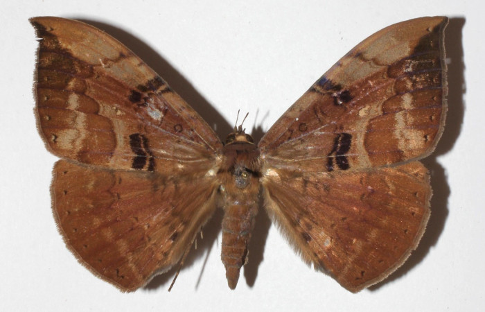 Fig. 15. Hembra de <i>Hemeroblemma</i> acronDHJ02 (Erebidae), coloración grisácea  característica que le permite la ausencia de reflejo de luz debido a su hábitat nocturno. Voucher: 18-SRNP-45158-DHJ937514.