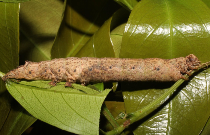 Fig. 21. Larva de <i>Hemeroblemma</i> malitiosaDHJ02 (Erebidae), alimentado de <i>Zyggia longifolia</i> (Fabaceae), detalles en sus  patrones sobre su dorso. Voucher:19-SRNP-20296-DHJ756606.