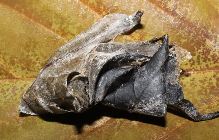 Fig. 29. Capullo de  <i>Hemeroblemma</i> malitiosaDHJ02, el capullo le da protección a la pupa el cual se encuentra cubierta para evitar ser parasitada por insectos parásitos. Voucher:19-SRNP-20296-DHJ756615.