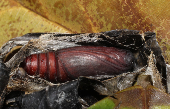 Fig. 30. Pupa de  <i>Hemeroblemma</i> malitiosaDHJ02, vista vental, cubierta por seda y hojas secas. Voucher:19-SRNP-20296-DHJ756616.