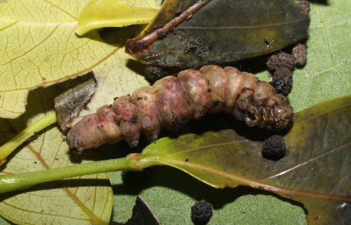 Fig. 28. Prepupa de  <i>Hemeroblemma</i> malitiosaDHJ02, en esta fase de prepupa tienen una apaciencia de estar muerta .Voucher:19-SRNP-20306-DHJ756625.