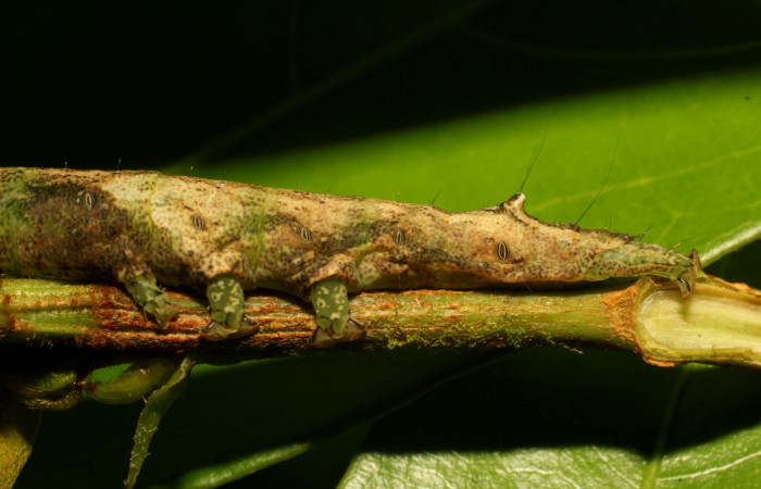 Fig. 24. Larva de <i>Hemeroblemma</i> malitiosaDHJ02 (Erebidae), detalles de pelos sobresalen sobe las protuberancias, ademas so observa los espiráculos. Voucher:22-SRNP-65498-DHJ791485.