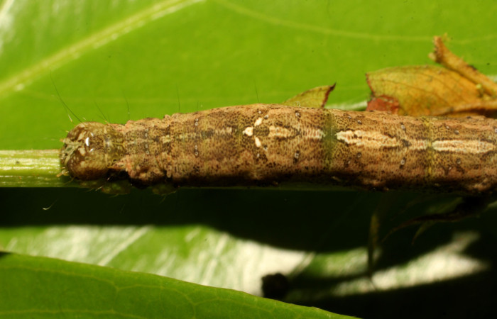 Fig. 25. Detalle de patrones en cabeza y dorso de <i>Hemeroblemma</i> malitiosaDHJ02 .Voucher:22-SRNP-65498-DHJ791489.