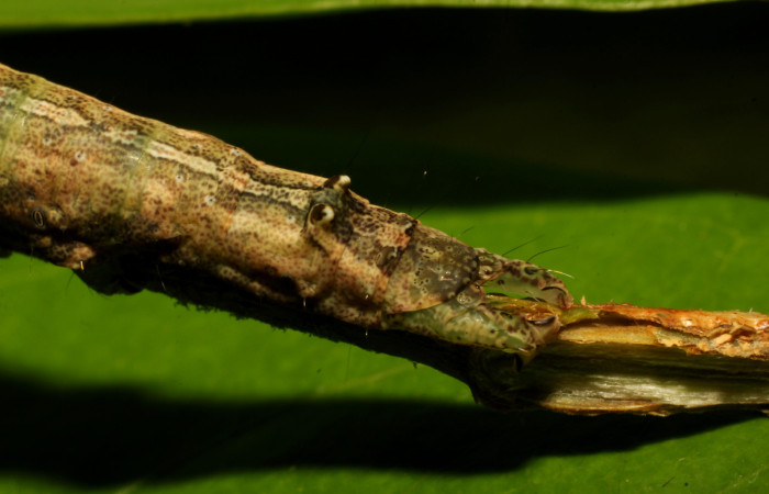 Fig. 23. Larva de <i>Hemeroblemma</i> malitiosaDHJ02 (Erebidae), detalle de protuberancias en la parte posterior dorsal. Voucher:22-SRNP-65498-DHJ791490.