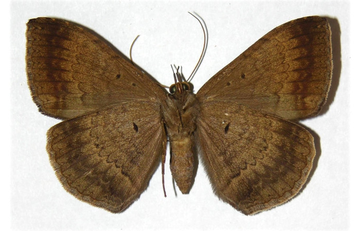 Fig. 32. Adulto de  <i>Hemeroblemma</i> malitiosaDHJ02, vista ventral. Voucher:96-SRNP-4489-DHJ313059.