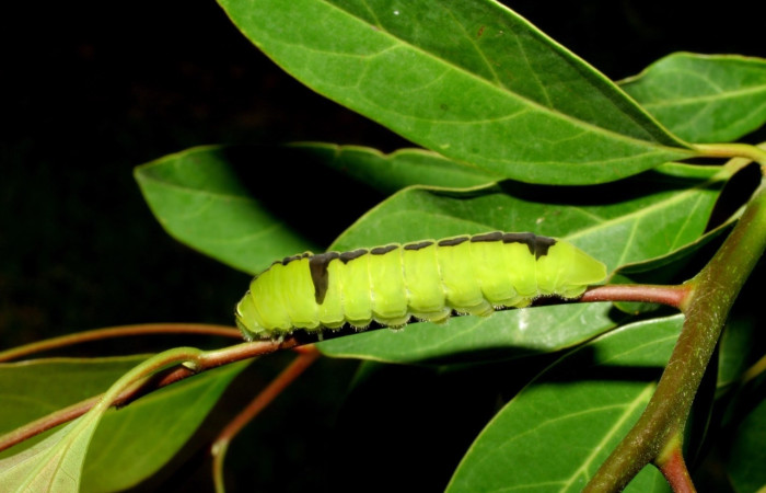 Figura 12. Larva <i>Protographium dariensis</i> (Papilionidae). Posición lateral en la hoja de la planta <i>Aiouea montana</i> (Lauraceae). 07-SRNP-56588-DHJ423004.jpg.