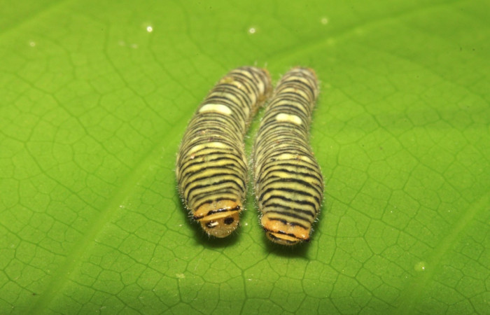 Figura 2. Larva <i>Protographium dioxippus</i> (Papilionidae). Posición grupal en la hoja de la planta <i>Magnolia gloriensis</i> (Magnoliaceae). 15-SRNP-30548-DHJ721830.jpg.     