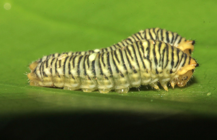 Figura 3. Larva <i>Protographium dioxippus</i> (Papilionidae). Posición grupal en la hoja de la planta <i>Magnolia gloriensis</i> (Magnoliaceae). 15-SRNP-30548-DHJ721831.jpg.