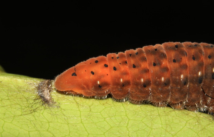 Figura 8. Prepupa de la larva <i>Protographium dioxippus</i> (Papilionidae). Posición cola lateral en la hoja de la planta <i>Magnolia gloriensis</i> (Magnoliaceae). 15-SRNP-30548-DHJ721843.jpg.