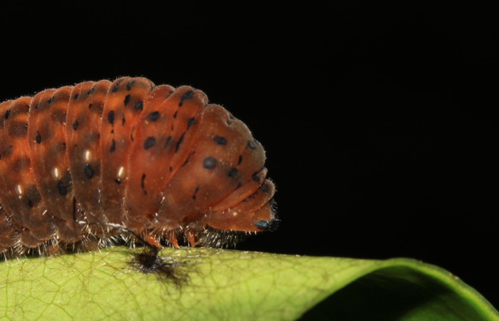 Figura 9. Prepupa de la larva <i>Protographium dioxippus</i> (Papilionidae). Posición cabeza y tórax lateral en la hoja de la planta <i>Magnolia gloriensis</i> (Magnoliaceae). 15-SRNP-30548-DHJ721844.jpg.