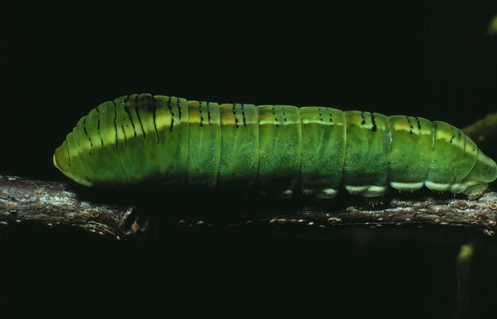 Figura 14. Larva <i>Protographium epidaus</i> (Papilionidae). Posición lateral en la hoja de la planta <i>Annona reticulata</i> (Annonaceae). 82-SRNP-630-DHJ4494.jpg.     