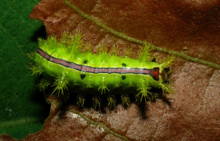 Figura 6. <i>Euclea zygia</i> (Limacodidae). Posición dorsal, Voucher. 07-SRNP-34296-DHJ434686. 