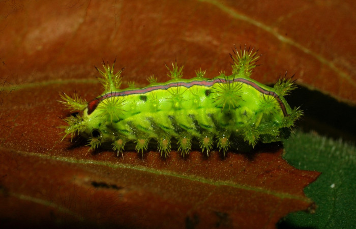 Figura 7. <i>Euclea zygia</i> (Limacodidae). Posición lateral, Voucher. 07-SRNP-34296-DHJ434687.