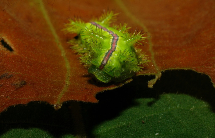Figura 5. <i>Euclea zygia</i> (Limacodidae). Posición de frontal, Voucher. 07-SRNP-34296-DHJ434688.