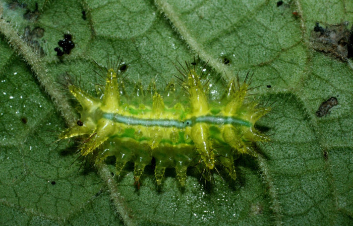 Figura 2. <i>Euclea zygia</i> (Limacodidae). Posición dorsal, Voucher. 09-SRNP-2100-DHJ454075.