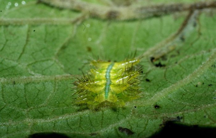 Figura 4. <i>Euclea zygia</i> (Limacodidae). Posición de la cola, Voucher. 09-SRNP-2100-DHJ454077.