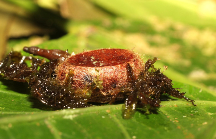 Figura 14. Capullo, de <i>Euclea zygia</i> (Limacodidae). Posición. Voucher. 17-SRNP-35614-DHJ734578.