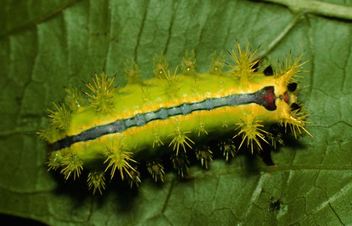 Figura 8. <i>Euclea zygia</i> (Limacodidae). Posición dorsal, Voucher. 97-SRNP-6564-DHJ43609.