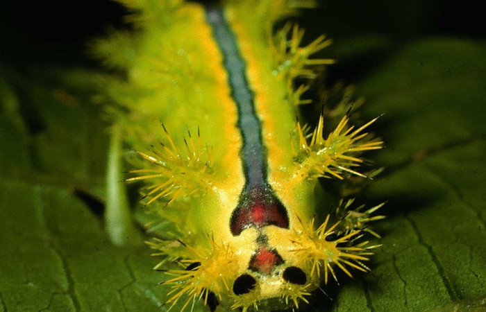 Figura 9. <i>Euclea zygia</i> (Limacodidae). Posición dorsal mostrando parte frontal, Voucher. 97-SRNP-6564-DHJ43610.