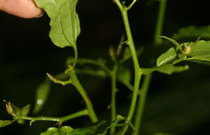 Figura 20. Planta <i>Celtis iguanaea</i> familia (Ulmaceae), hospedera de larva <i>Euclea zygia</i>. Foto Jorge Hernandez.