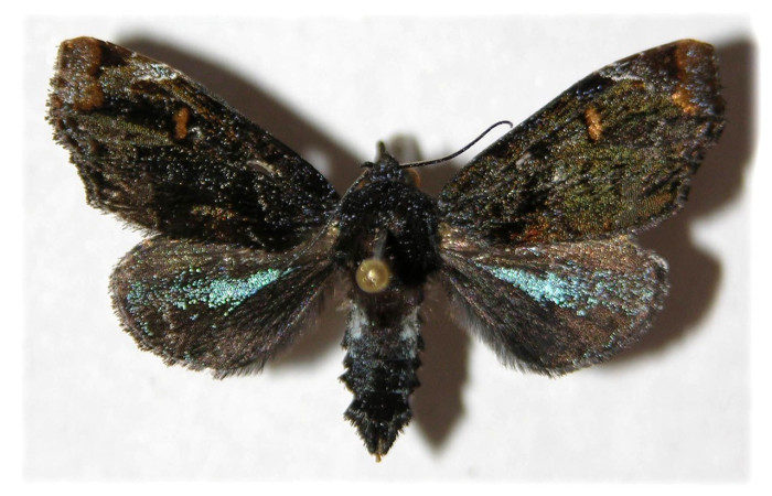 Figura 19. Adulto de, <i>Vespola</i> Poole01 (Erebidae). (01-SRNP-14520-DHJ313110).