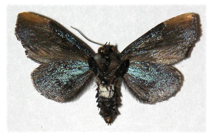 Figura 20. Adulto de, <i>Vespola</i> Poole01 (Erebidae). (01-SRNP-14520-DHJ313111).