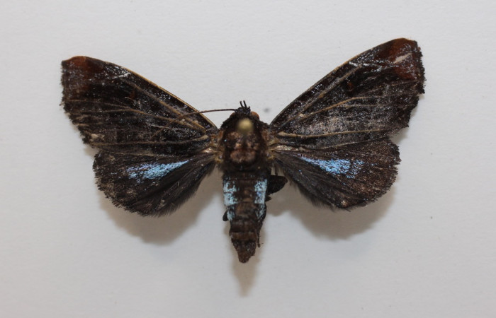 Figura 19. Adulto de, <i>Vespola</i> Poole02 (Erebidae). (19-SRNP-27829-DHJ960500).