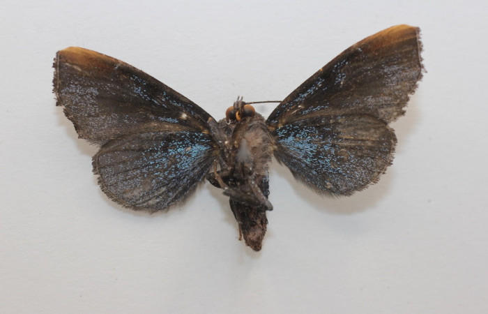 Figura 19. Adulto de, <i>Vespola</i> Poole02(Erebidae). (19-SRNP-27829-DHJ960501).
