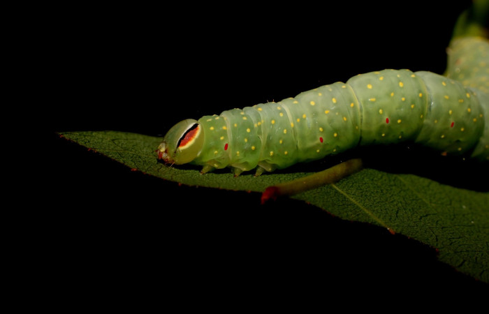 Figura 6. Detalle lateral cabeza y tórax , <i>Vespola</i> Poole01 (Erebidae). (22-SRNP-27040-DHJ762276).