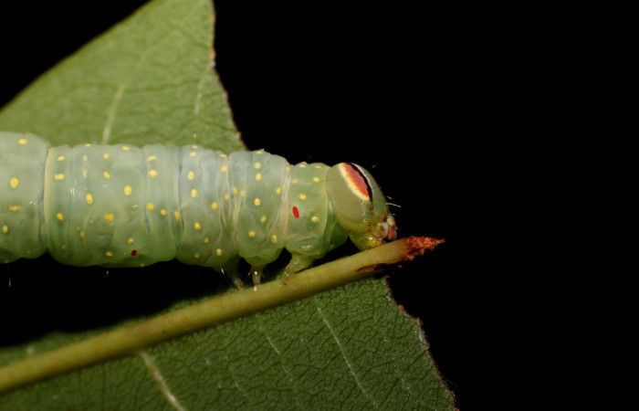 Figura 7. Detalle de de alimentación, <i>Vespola</i> Poole01 (Erebidae). 22-SRNP-27040-DHJ762279).