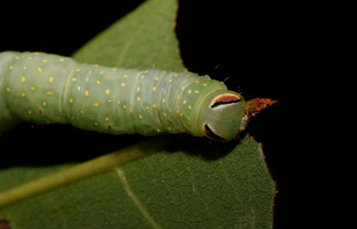 Figura 8. Detalle de alimentación, <i>Vespola</i> Poole01(Erebidae). (22-SRNP-27040-DHJ762280).