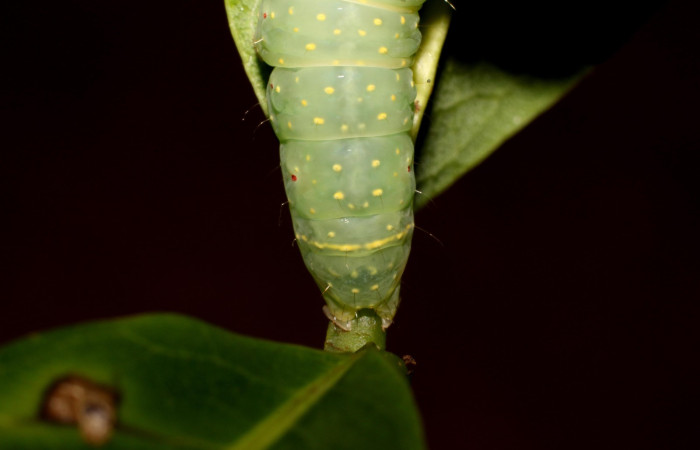 Figura 11. Detalle lateral parte trasera, <i>Vespola</i> Poole01(Erebidae). (22-SRNP-27040-DHJ762278).