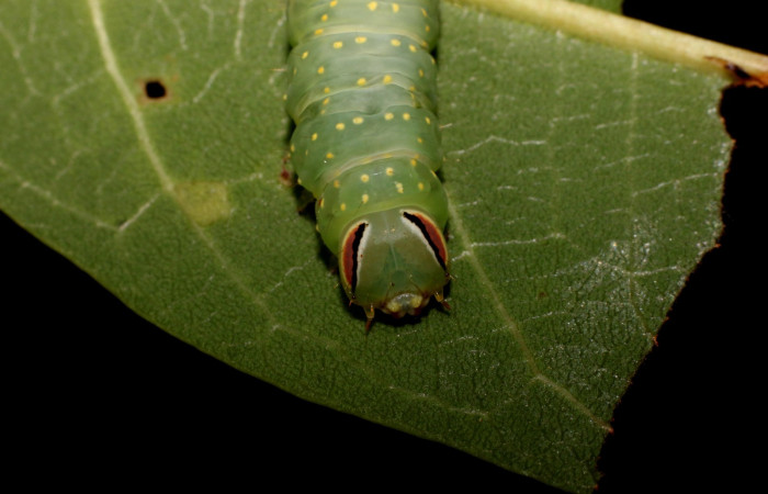 Figura 9. Detalle de alimentación, <i>Vespola</i> Poole01(Erebidae). (22-SRNP-27040-DHJ762282).