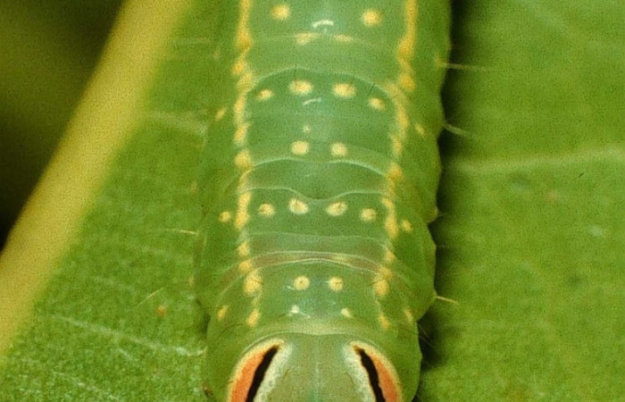 Figura 4. Detalle de cabeza <i>Vespola</i> Poole01 (Erebidae). (95-SRNP-4276-DHJ22653).