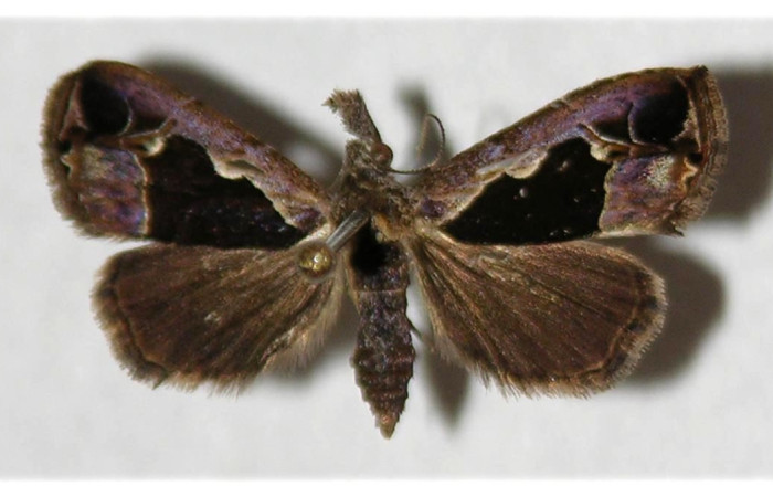 Figura 1. Adulto de <i>Trauaxa lua</i> (macho), vista dorsal. (03-SRNP-6500-DHJ319694).