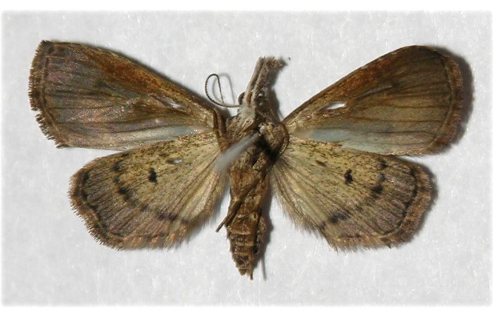 Figura 2. Adulto de <i>Trauaxa lua</i> (macho), vista ventral. (03-SRNP-6500-DHJ319695).